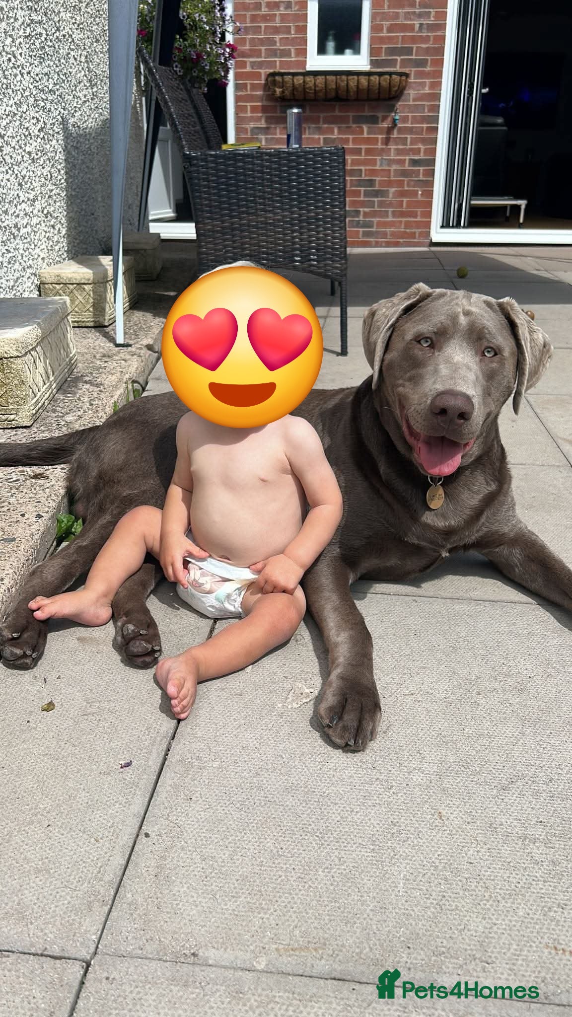 Labrador Retriever dogs Reluctant sale  - Advert 1