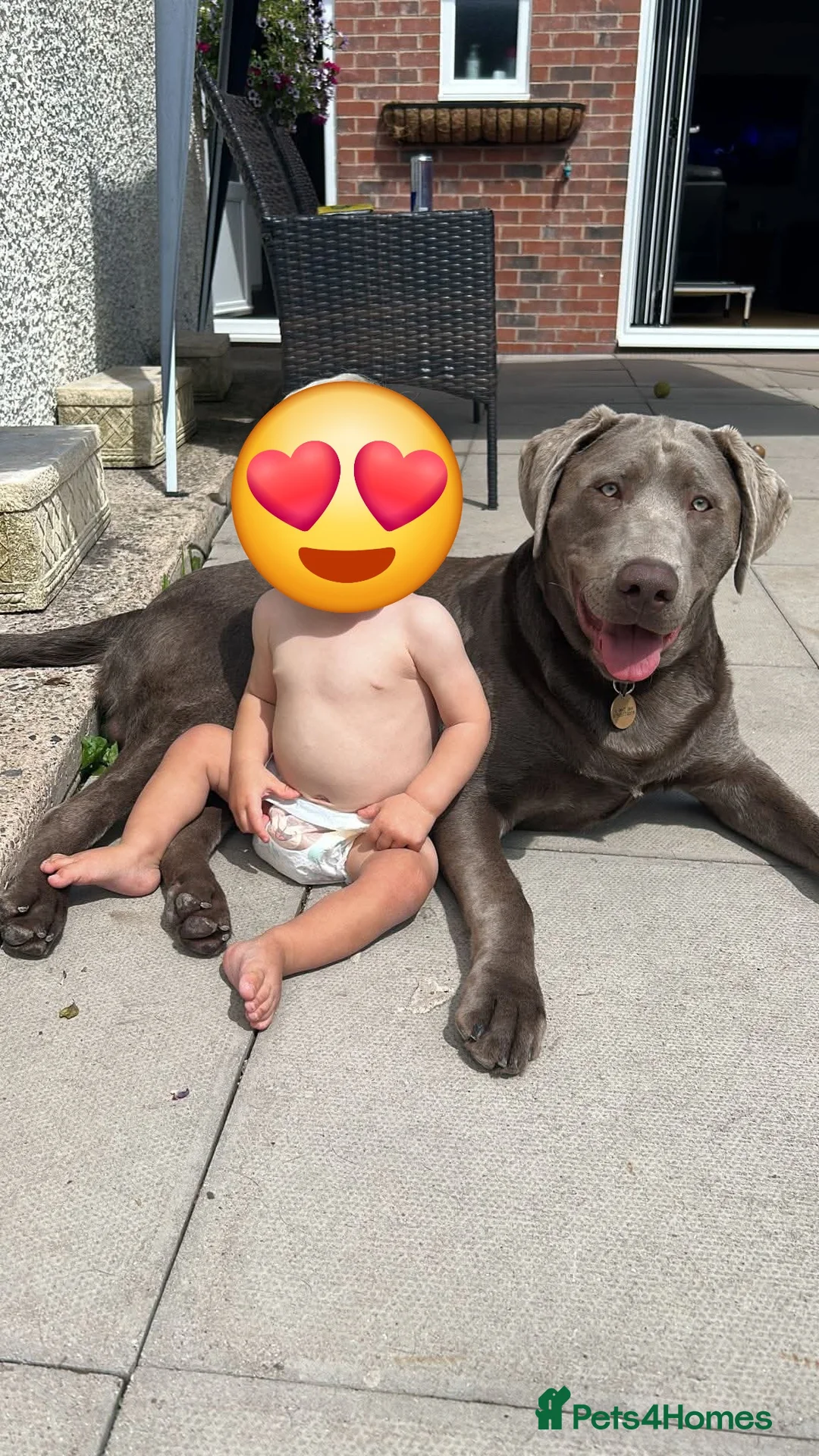 Labrador Retriever dogs for sale: Reluctant sale  - Advert 1