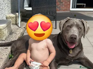 Labrador Retriever dogs Reluctant sale - Advert 1