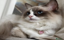 Ragdoll cats for sale: Stunning Ragdoll Kittens  - Image 1