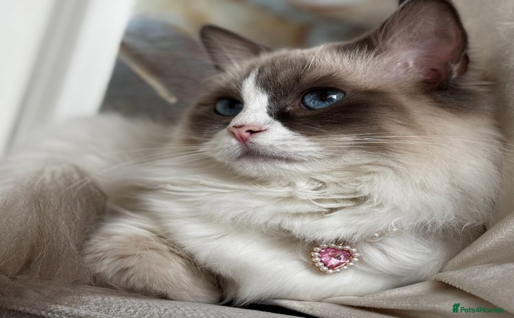 Ragdoll cats - Advert 1
