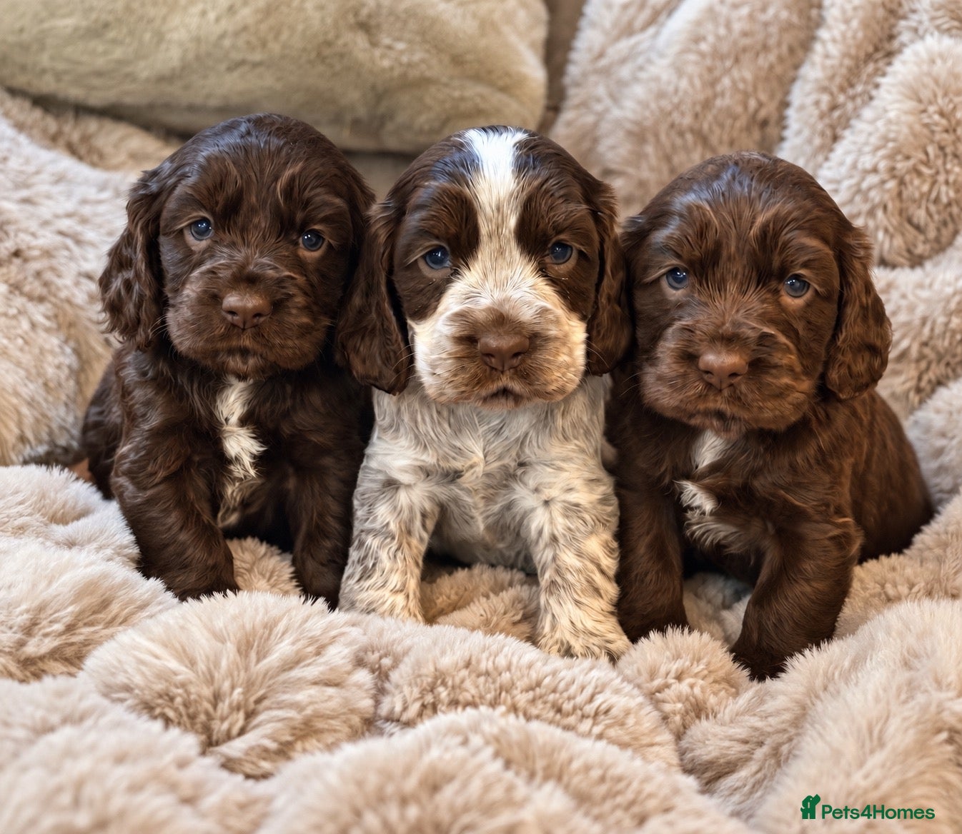 Cocker Spaniel dogs Stunning Show Cocker Spaniels full - Advert 1