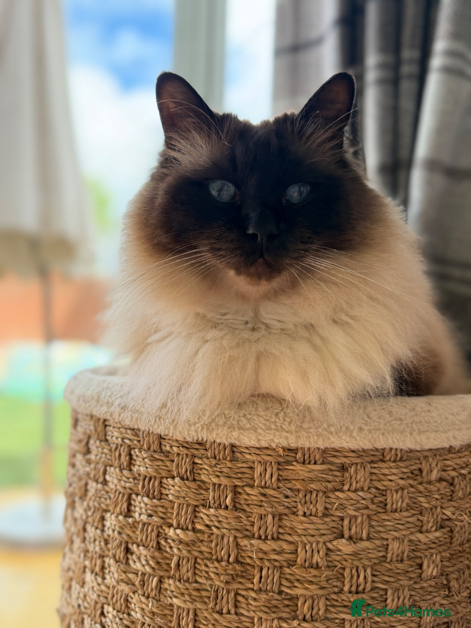 Ragdoll cats Lovely Affectionate Ragdoll Boy - Advert 15