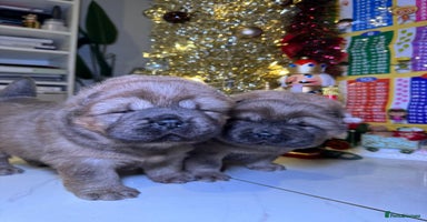 Chow Chow dogs Stunning chows ready for  **   - Advert 16