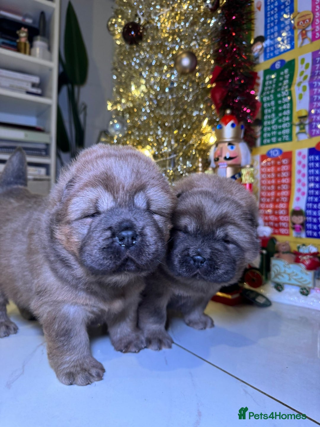 Chow Chow dogs for sale: 1 last Beautiful chows ready to fly   - Advert 6