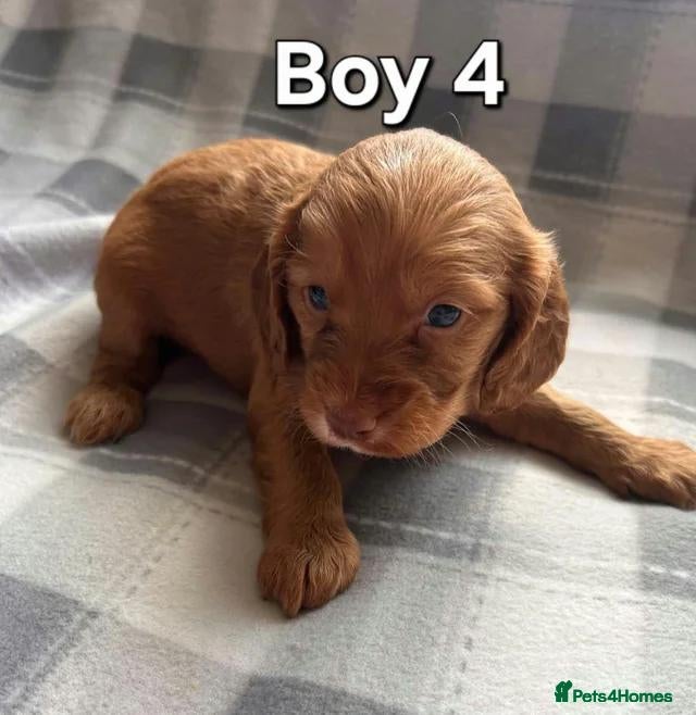 Cockapoo dogs x1 Girl & x4 Boys Available - Cockapoo Puppies  - Advert 1