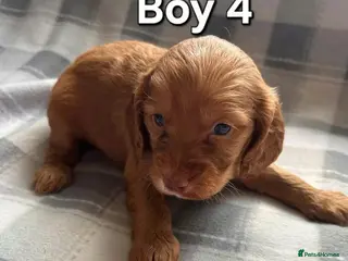 Cockapoo dogs x1 Girl & x4 Boys Available - Cockapoo Puppies - Advert 1
