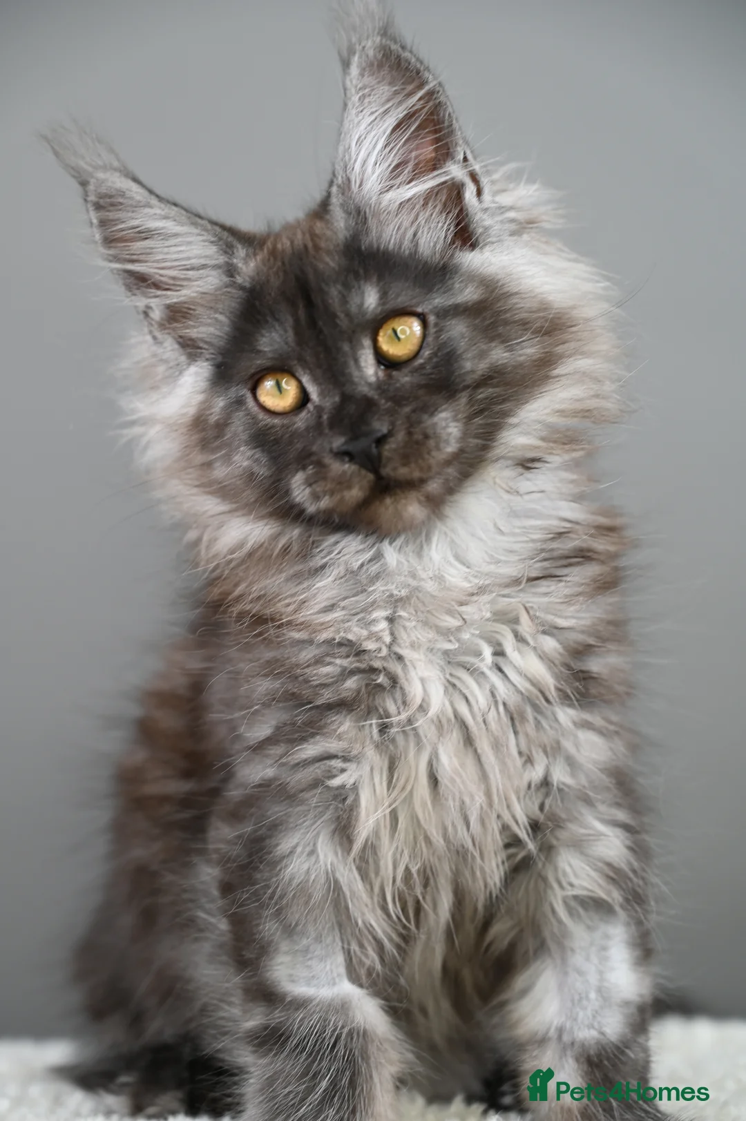 Maine Coon cats for sale: 3 Unique Kittens available - TICA registered  - Advert 16
