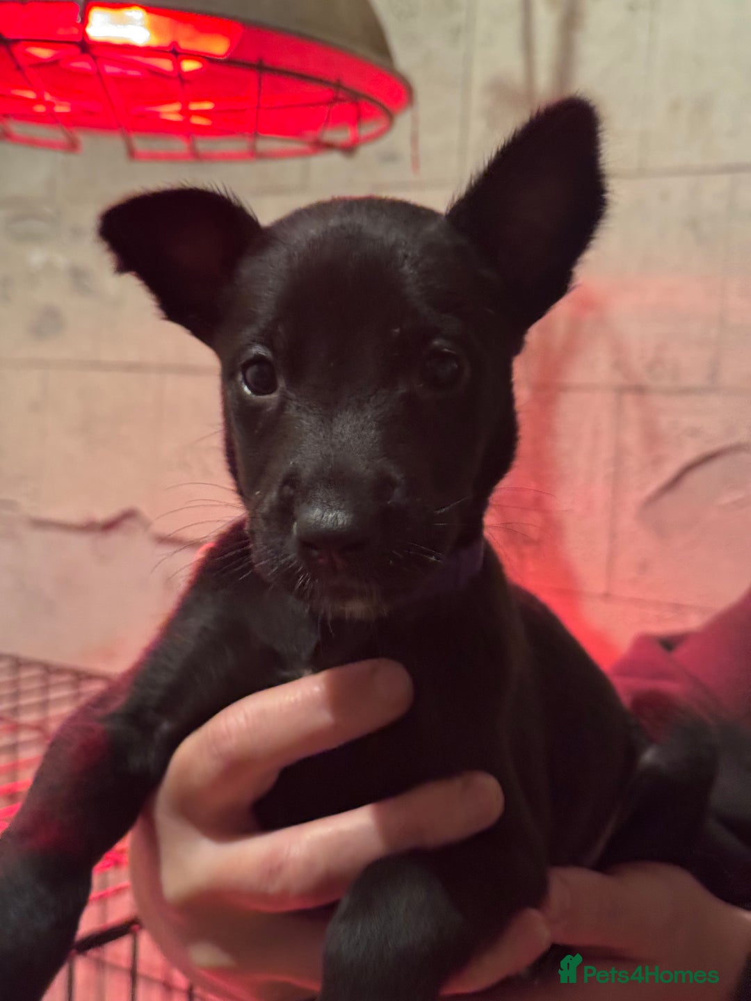 Belgian Shepherd Dog dogs for sale: Malinois Pups. Intentionally Bred as family dogs - Advert 8