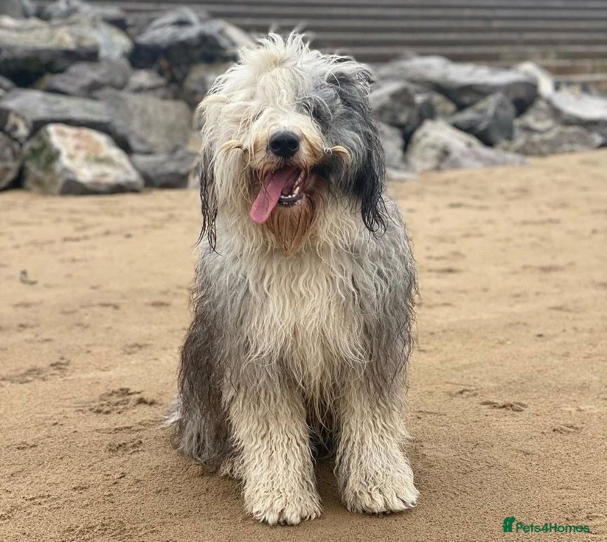 Sheepadoodle dogs 5 Adorable sheepadoodles  - Advert 13