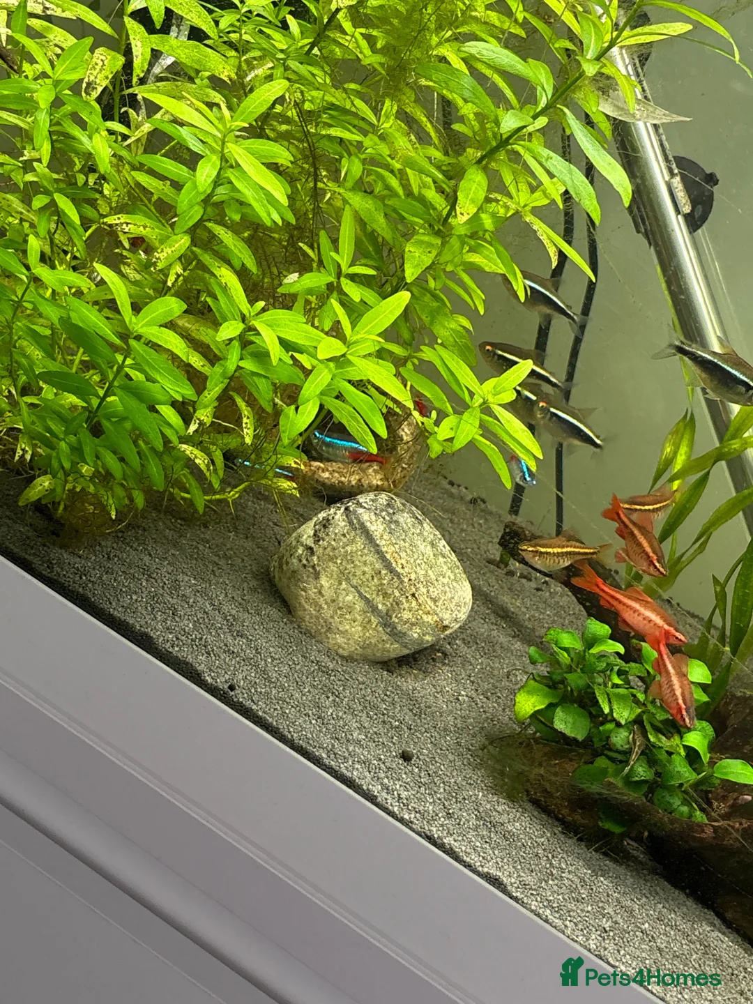 Barbs fish for sale: Tropical setup in Nottingham - Advert 2
