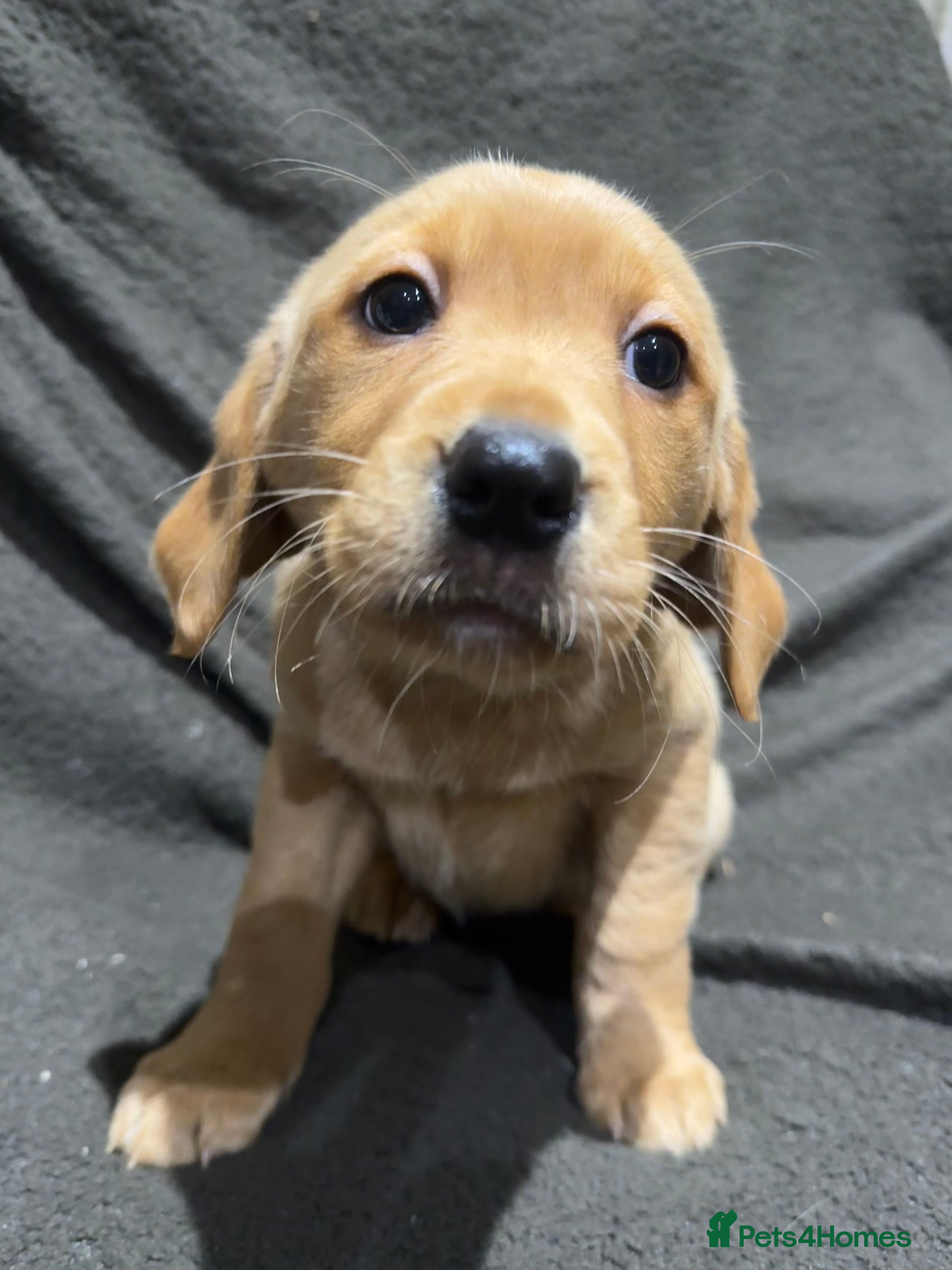 Goldador dogs LAST BOY LEFT ❤️ READY TO GO ❤️ RED GOLDADOR’S ❤️ - Advert 1