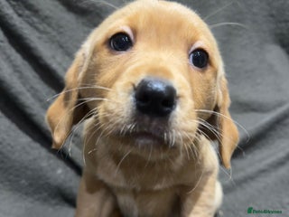 Goldador dogs LAST BOY LEFT ❤️ READY TO GO ❤️ RED GOLDADOR’S ❤️ - Advert 8