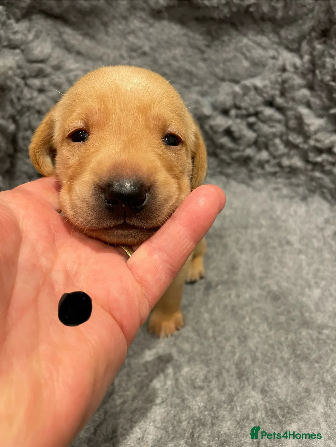 Labrador Retriever dogs for sale: Outstanding FTCH pedigree KC fox red & yellow pups in Coleford - Advert 18