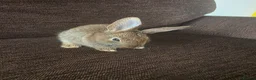 Mixed Breed rabbits for sale: Wee Rabbits in Ballymena - Advert 21