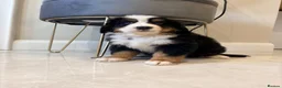 Bernese Mountain Dog dogs for sale: Bernese mountain puppies - Advert 10