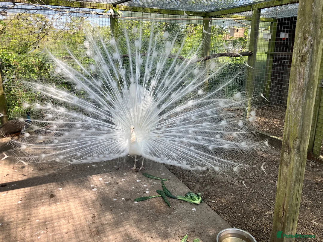 Peafowl poultry for sale: Stunning white male - Advert 2