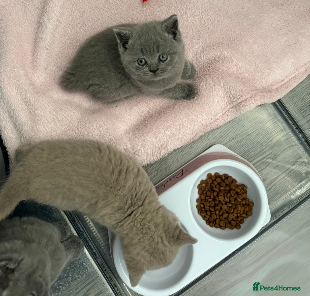 British Shorthair cats for sale: british shorthair kittens  - Advert 17