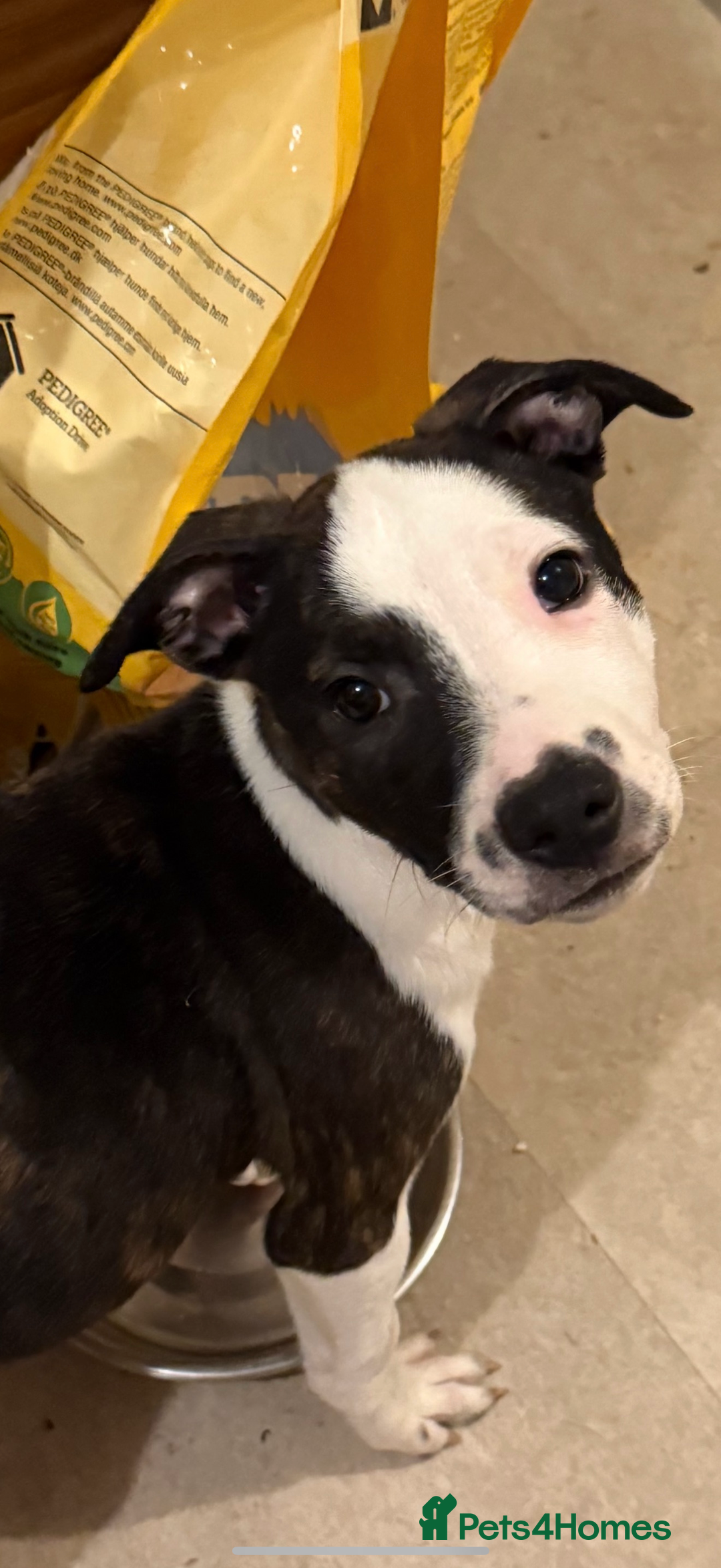 Staffordshire Bull Terrier dogs for sale: Male Staffordshire Bull Terrier Mix Puppies - Advert 1