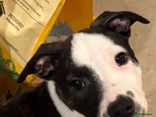 Staffordshire Bull Terrier dogs Male Staffordshire Bull Terrier Mix Puppies - Advert 3