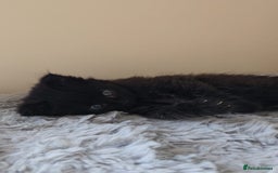 Persian cats for sale: Ginger and black fluffy kittens - Image 9