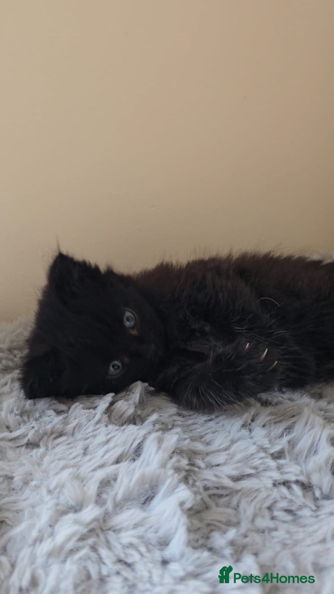 Persian cats for sale: Ginger and black fluffy kittens - Image 9