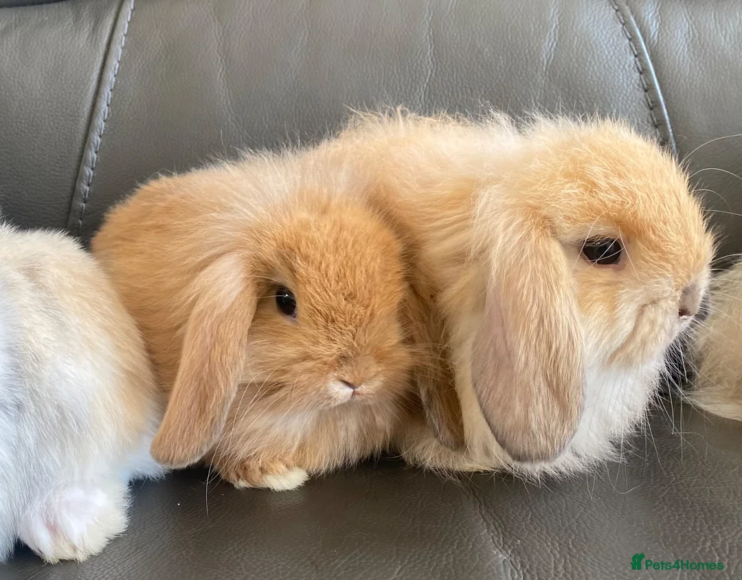 Mini Lop rabbits for sale: Mini Lops and Mini Lion Lops. Unusual colours. - Advert 1