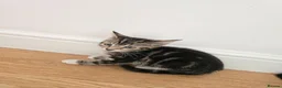 Mixed Breed cats for sale: Adorable Kittens Looking for Loving Homes baby cat in London - Advert 17