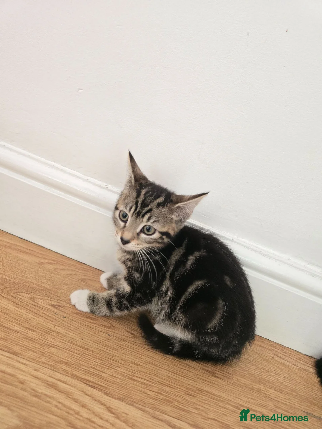 Mixed Breed cats for sale: Adorable Kittens Looking for Loving Homes baby cat in London - Advert 17