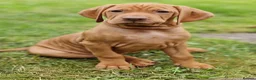 Hungarian Vizsla dogs for sale: READY TO LEAVE ,. 4 Beautiful girls left. - Advert 6