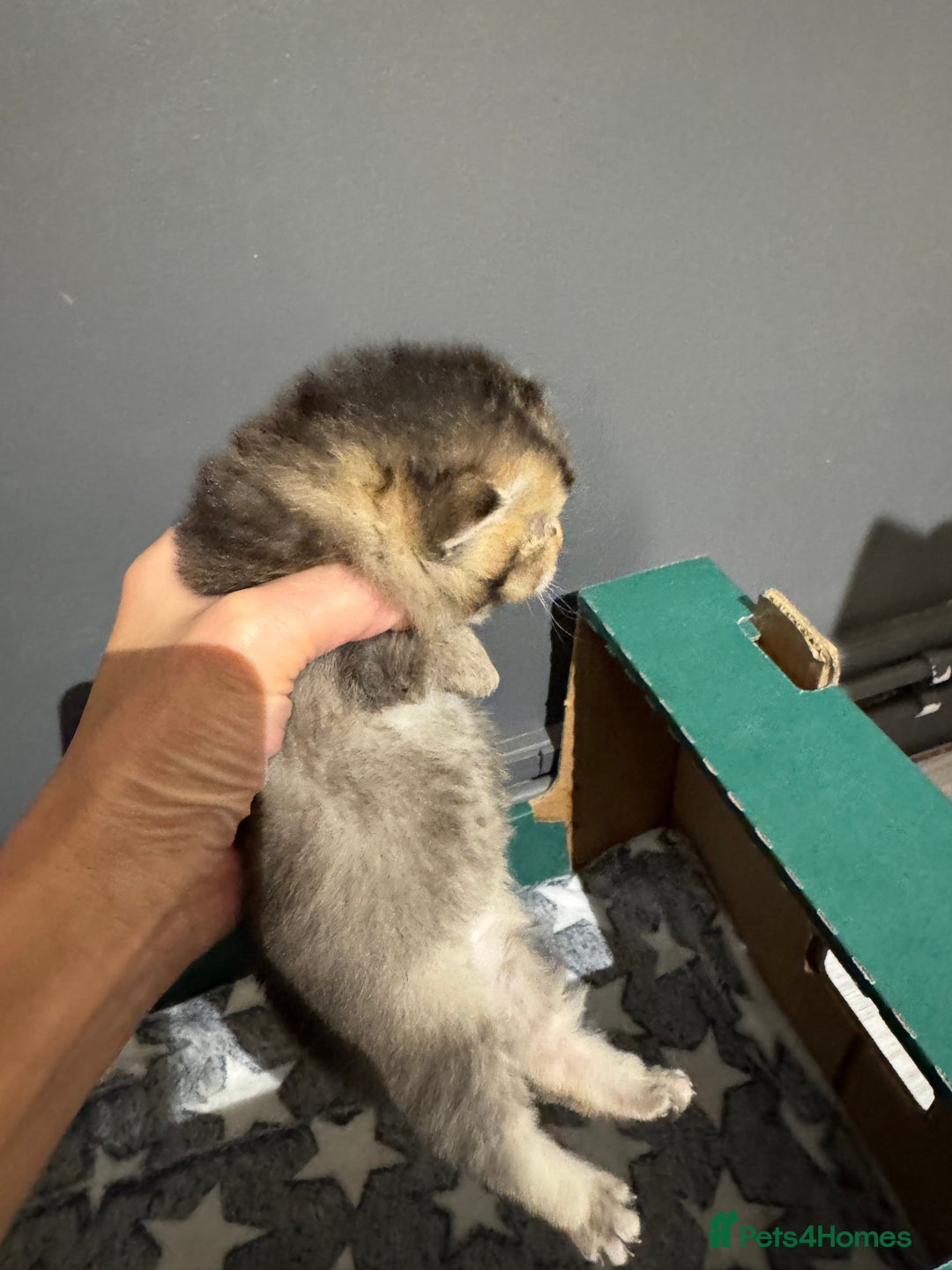 Scottish Fold cats for sale: 2 Stunning Scottish Fold Litters Available - Advert 14