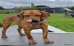 Mixed Breed dogs for adoption: ROWAN - You'll Fall in Love with this Boy! - Image 2