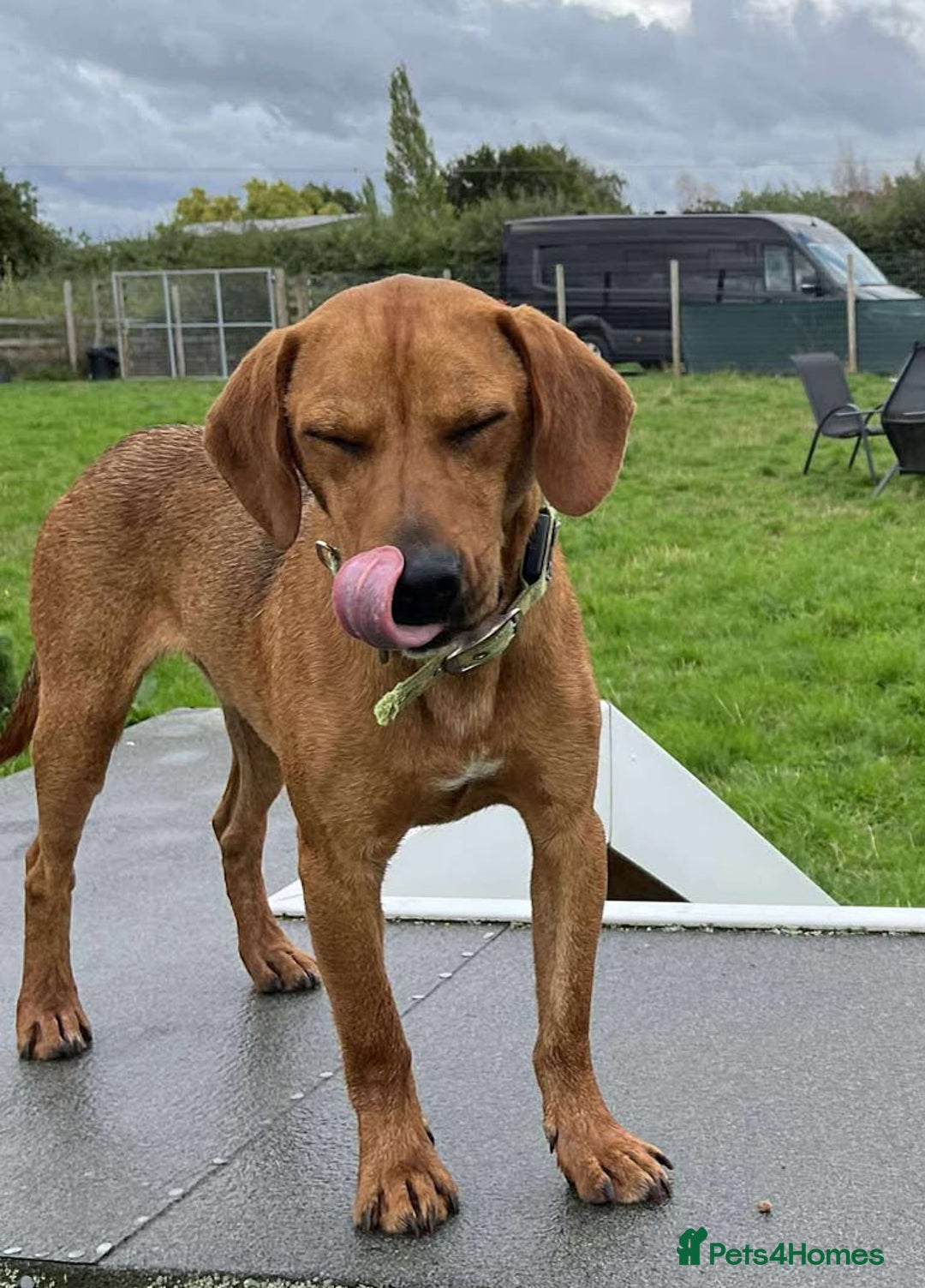 Mixed Breed dogs for adoption: ROWAN - You'll Fall in Love with this Boy! - Image 2