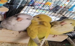 Parrots birds for sale: Hand reared Quaker and Conure chicks - Image 1