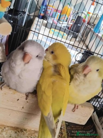 Parrots birds - Advert 2