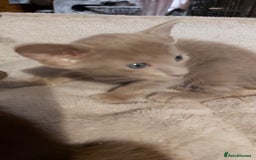Oriental cats for sale: Full Pedigree Oriental 3 Kittens XL size ears GCCF - Image 32