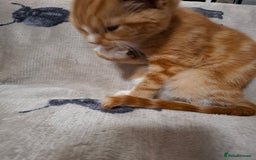 Domestic Shorthair cats for sale: 2 gorgeous ginger boys🌟 - Image 9