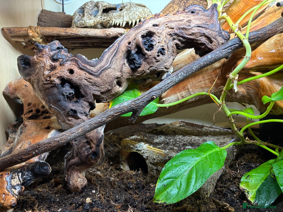 Python Snake reptiles for sale: Royal python with full setup - Advert 8