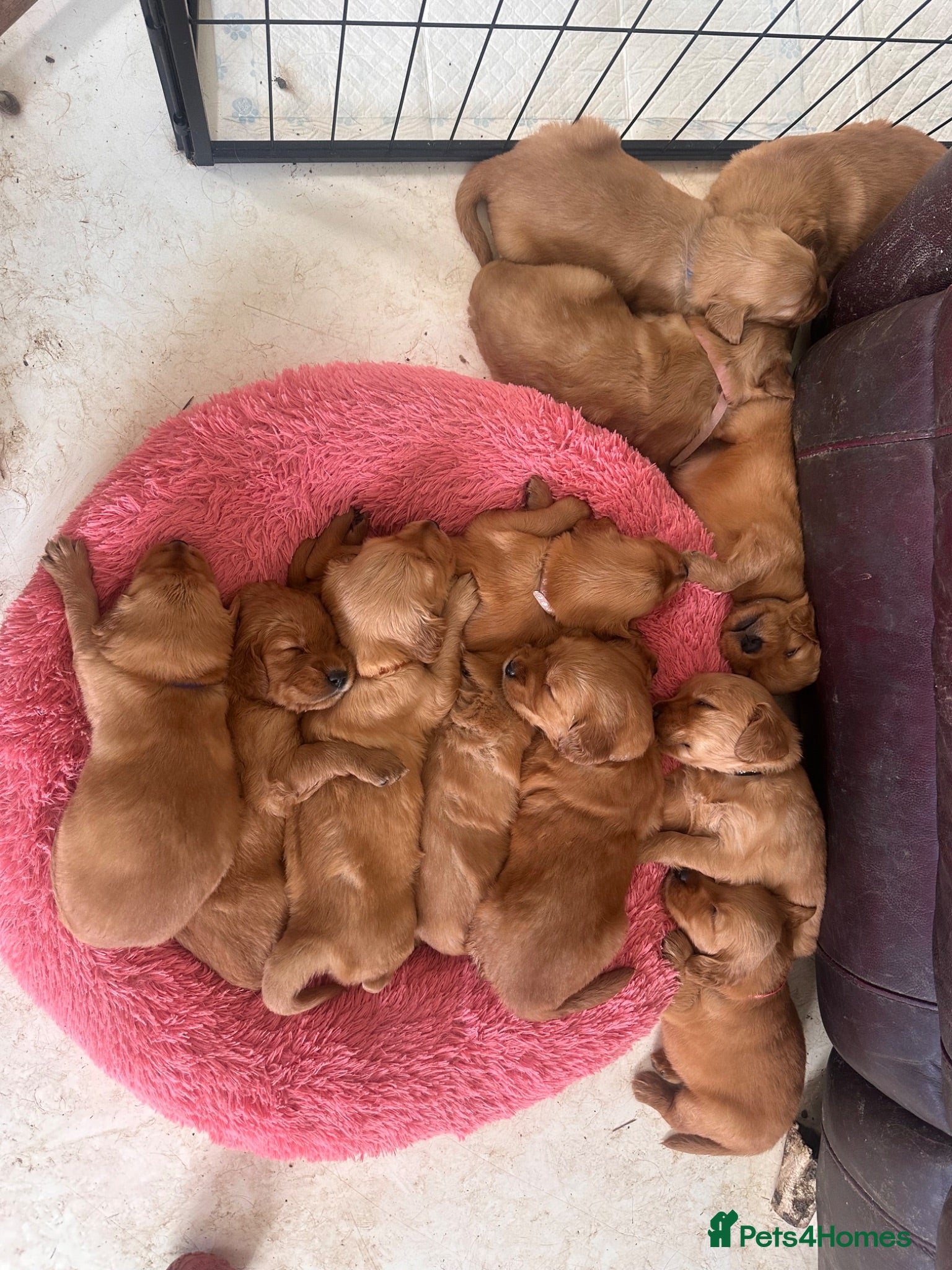 Golden Retriever dogs Golden Retriver KC Puppies now ready to leave  - Advert 1