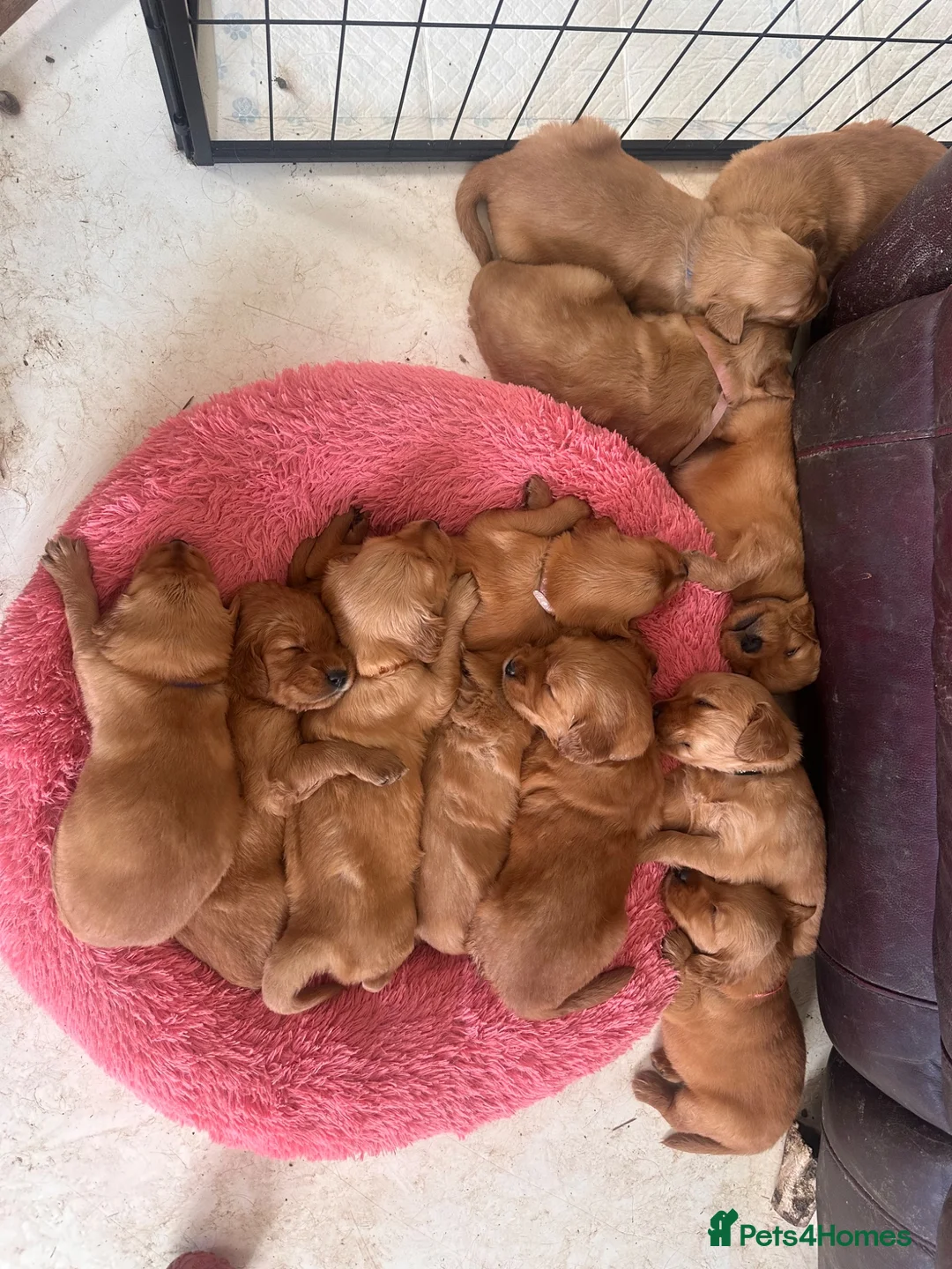 Golden Retriever dogs for sale: Golden Retriver KC Puppies now ready to leave  - Advert 1