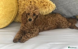Toy Poodle dogs for sale: Kc reg extremely Heath tested  - Image 3