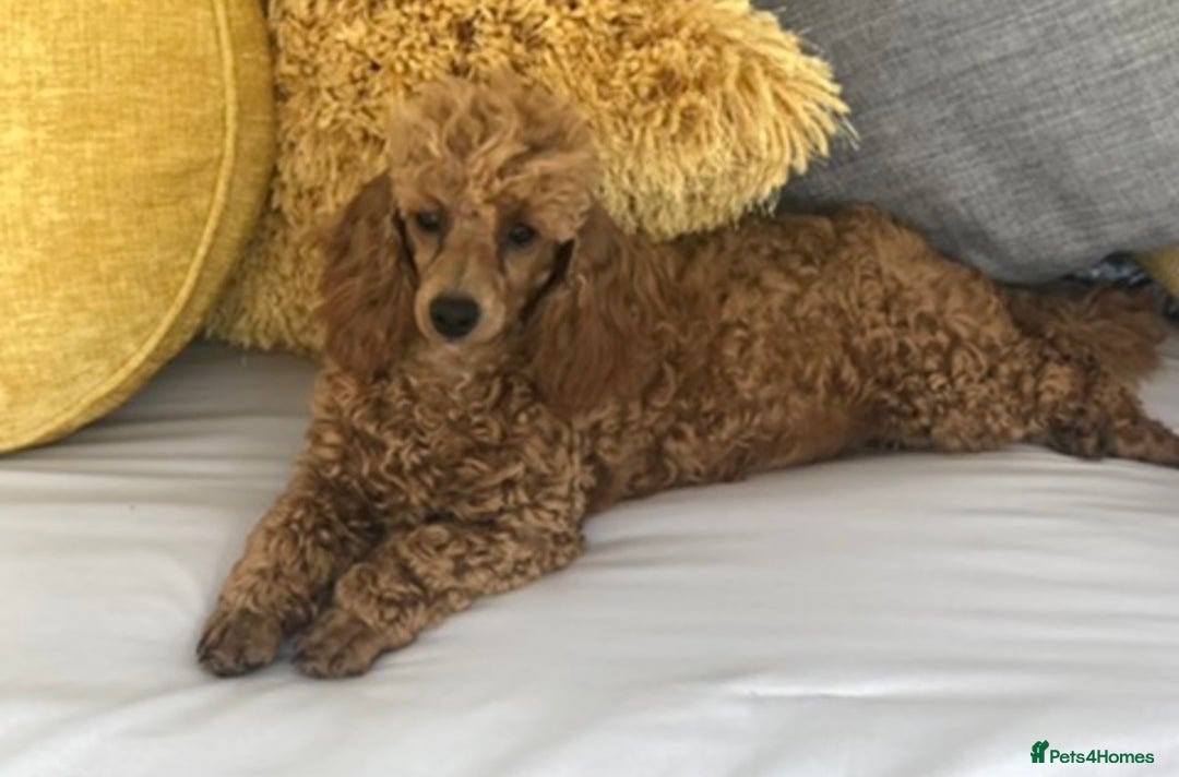 Toy Poodle dogs for sale: Kc reg extremely Heath tested  - Image 3