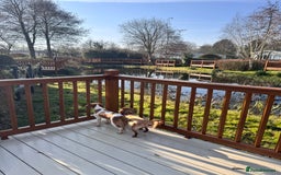 Cavalier King Charles Spaniel dogs for sale: Ruby girl for sale  - Image 4