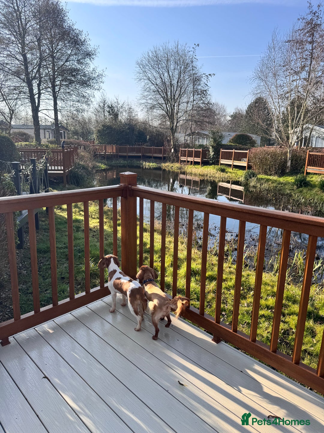 Cavalier King Charles Spaniel dogs for sale: Ruby girl for sale  - Image 4