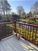 Cavalier King Charles Spaniel dogs - Advert 10