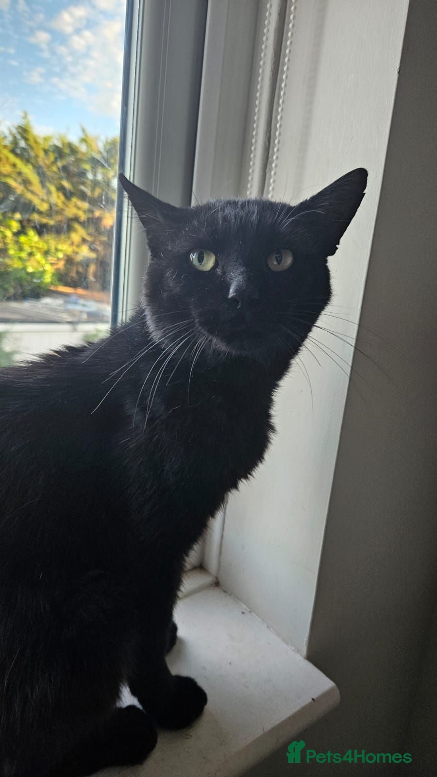 Mixed Breed cats Male Adult Rescue Cat for Adoption - Advert 1