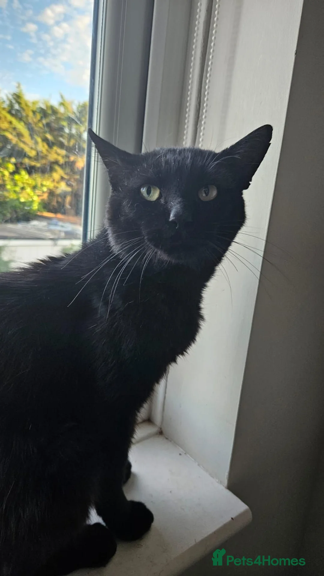 Mixed Breed cats for adoption: Male Adult Rescue Cat for Adoption - Advert 1
