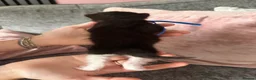 Mixed Breed cats for sale: 1 ginger girl & 3 black & white boy kittens  - Advert 9