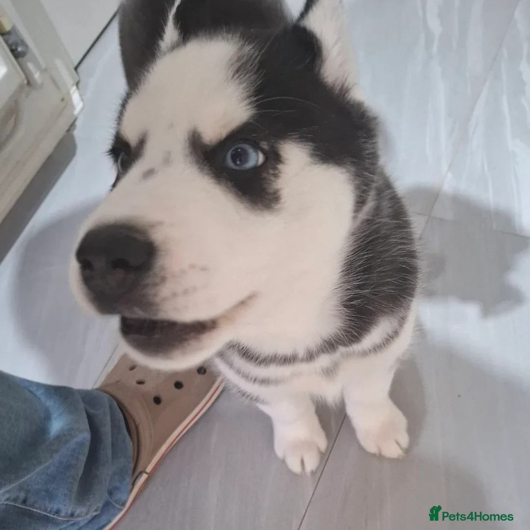 Siberian Husky dogs for sale: Siberian Huskies- BIG and WOOLY (4 Female, 1 Male) - Advert 13