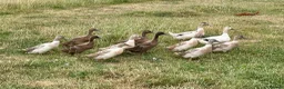 Ducks poultry for sale: Ducks for sale - Advert 5